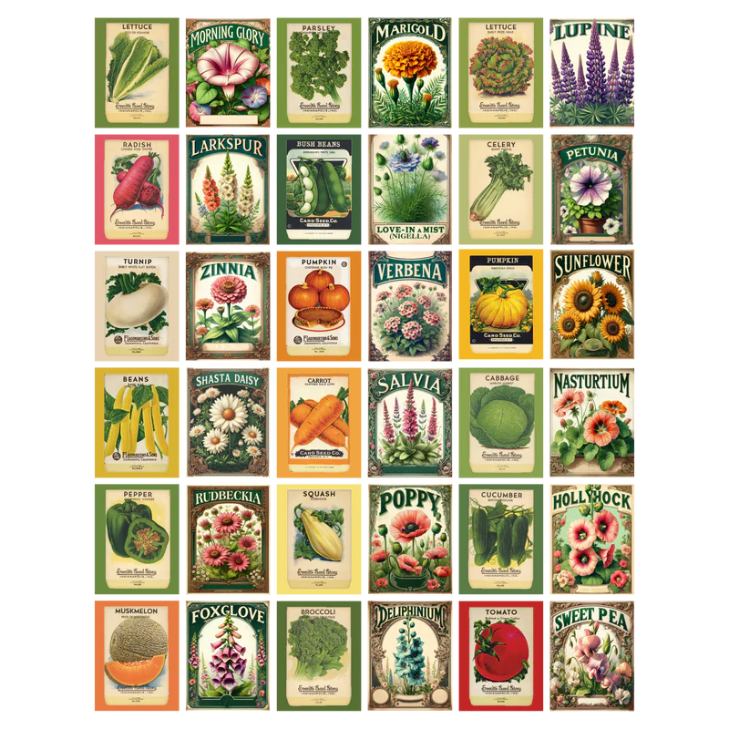 Brutus Monroe - Rooted In Kindness Collection - Creative Cards - Seedlings
